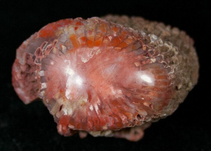 Pennsylvanian Aged Red Agatized Horn Coral - Utah #15258